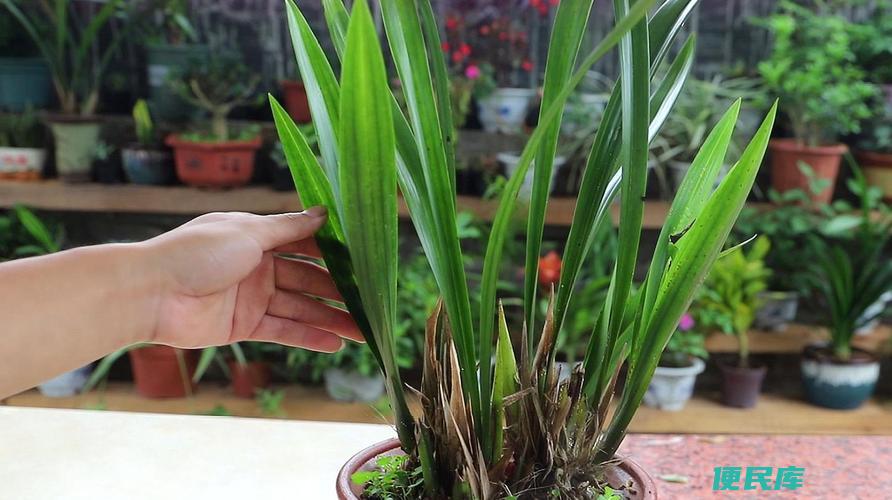 兰花开完花后怎么处理方法（兰花开花后的处理方法）