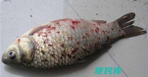 鱼出血病的治疗方法（如何快速治疗鱼的出血病）