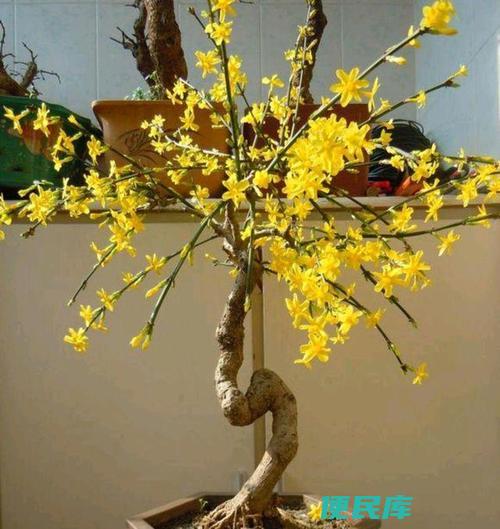 迎春花修剪时间和技巧