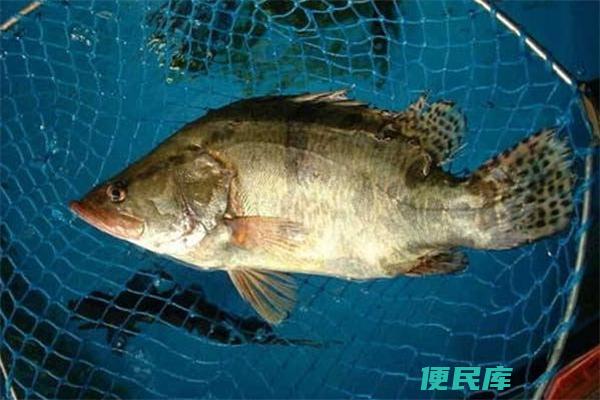 为什么桂鱼比鲈鱼贵（桂鱼为何价格较鲈鱼昂贵）