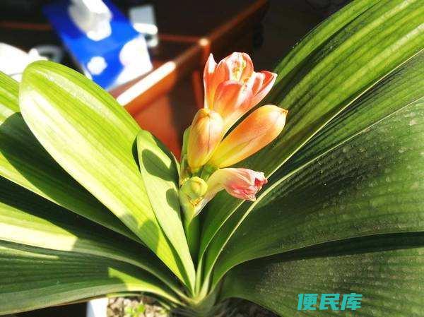 君子兰种子成熟时间 (君子兰种子的成熟阶段)