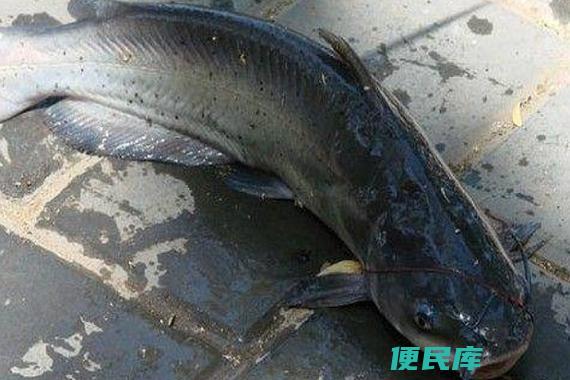 鮰鱼是什么鱼（鮰鱼是一种什么生物）