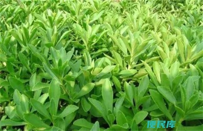 养心菜的种植时间和方法
