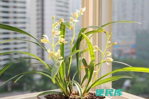 兰花的品格