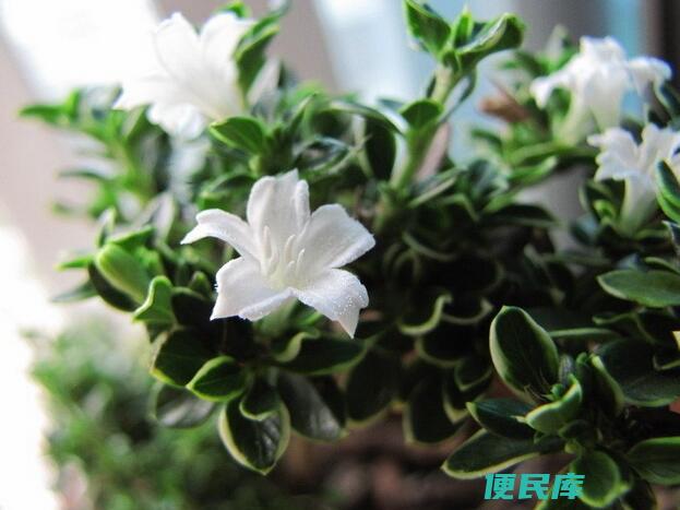 六月雪盆景的养殖方法和注意事项（六月雪的繁殖方法）