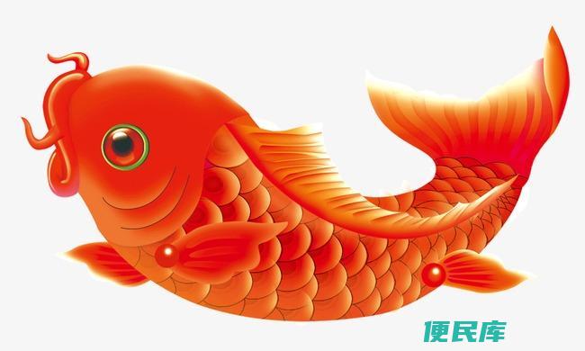 锦鲤寿命有多长时间（锦鲤的寿命通常有多长）