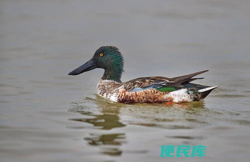野鸭吃什么食物（野鸭的饮食习惯和主要食物）