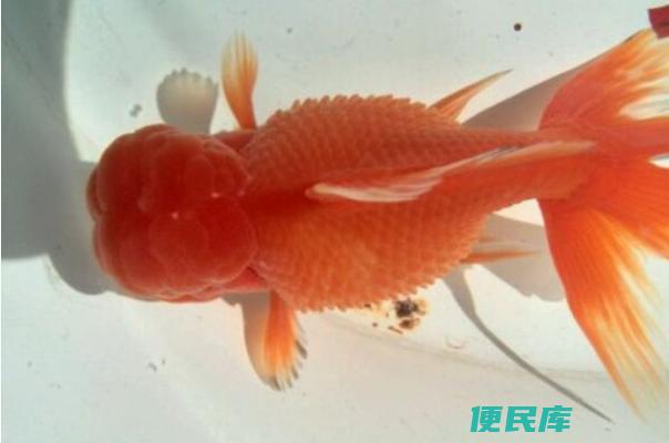 金鱼炸鳞的原因和治疗方法（金鱼发生鳞片爆裂的原因及治疗方法）