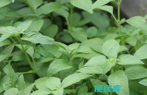 十香菜的性质是热性还是凉性（了解十香菜的性质特点）