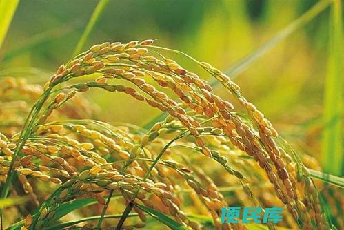 哪种元素对水稻有特殊作用（对水稻有特殊作用的元素）