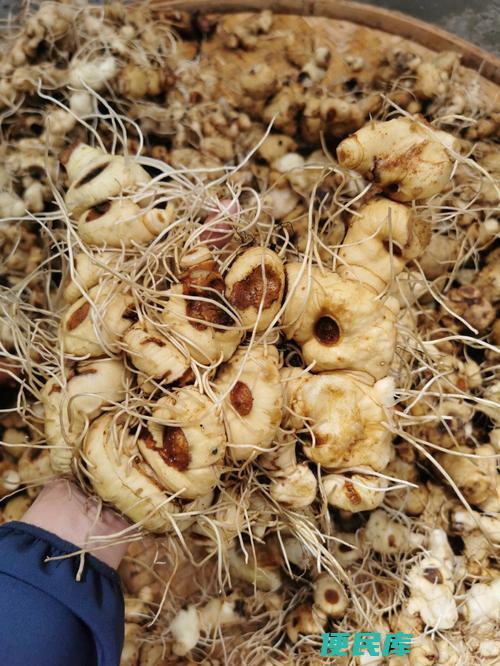 野生黄精种植方法（野生黄精怎样种植）