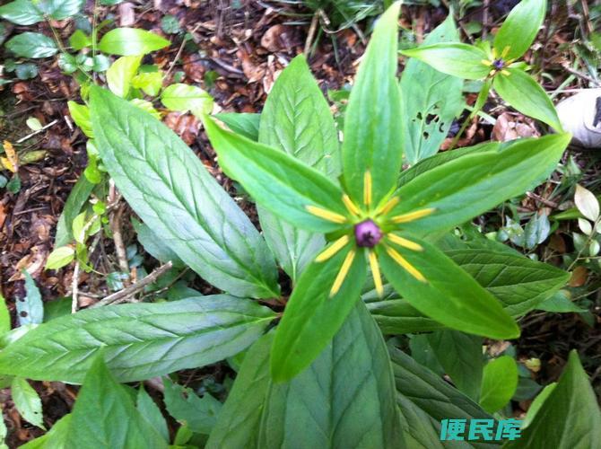 重楼的别名叫什么（重楼的其他常用名称）