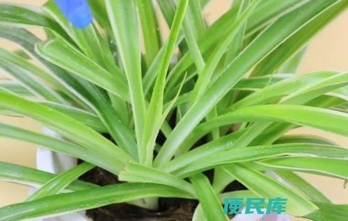 吊兰的养殖方法（吊兰的常见问题解决）