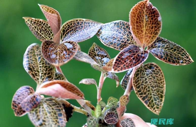金线莲种植栽培技术（金线莲的种植技巧以及养护管理）
