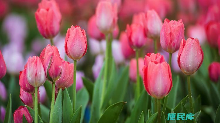 郁金香花语是什么（郁金香花语有什么意思）