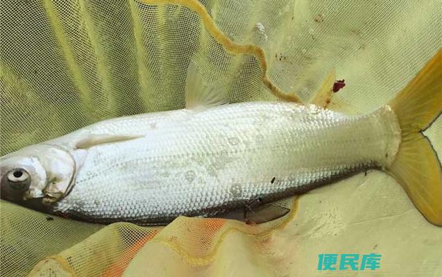 钓黄尾用什么饵料最好(最佳钓黄尾的饵料)