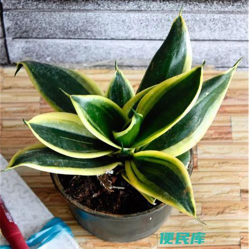 养猫可以养什么花（适合与猫咪共同生活的花卉）