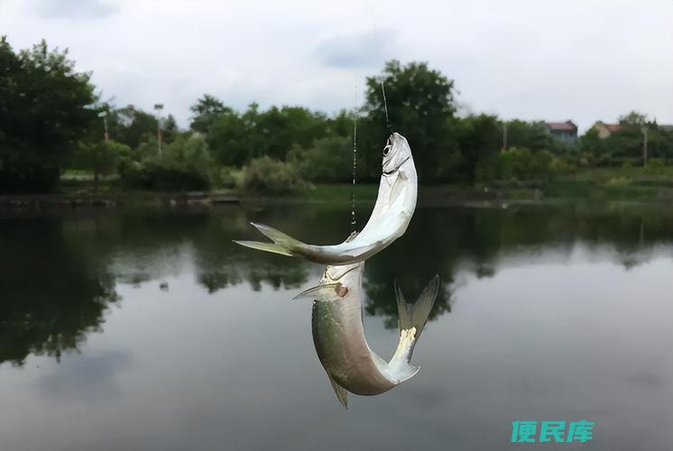 为什么水面很多白条却钓不到(水面白条鱼多却无法钓到的原因)