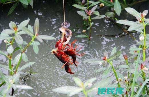 钓龙虾用什么诱饵（钓龙虾时最适合的诱饵选择）