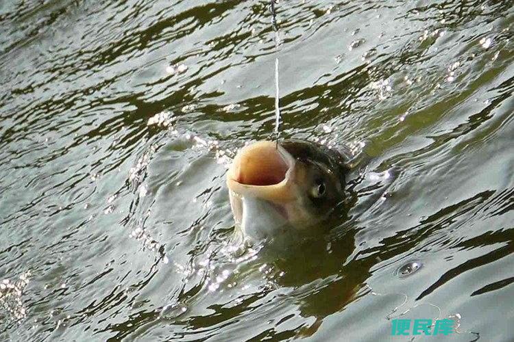 了解鲢鳙钓法的最佳时间（提升鲢鳙钓法的效果）