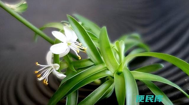 吊兰施什么肥料长得好（吊兰最适合的肥料选择）