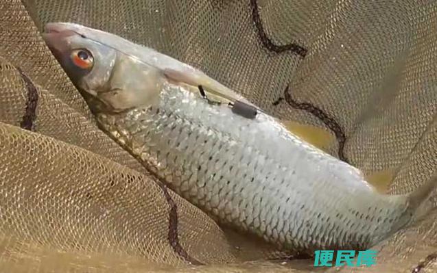 为什么市场很少卖鲮鱼（为何市场上鲮鱼的供应量较少）