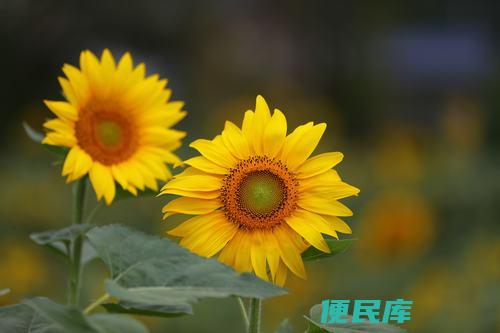 向日葵的品质（向日葵的精神象征什么人）