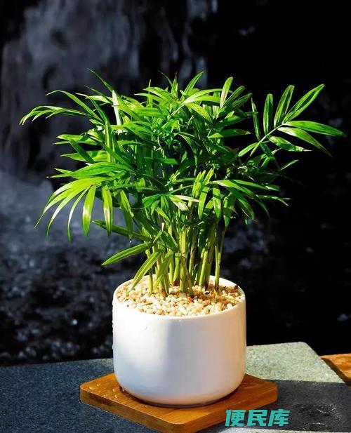 袖珍椰子的养殖方法和注意事项