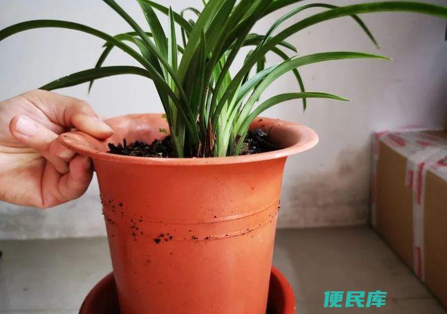 兰花换盆时间和方法