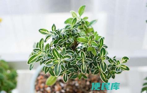 六月雪的叶子发黄枯萎怎么办（六月雪叶子发黄的补救方法）