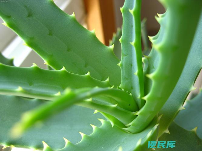 芦荟的种植方法及生长环境