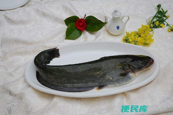 鮰鱼是什么鱼（了解鮰鱼的基本信息）