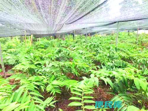 哪里有种植药材的（药材种植的地点选择）