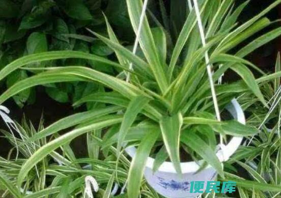 吊兰的食用价值 (吊兰植物的食用意义)