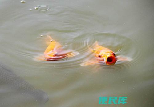 金鱼一直浮在水面张嘴因为什么（金鱼浮在水面张嘴的原因是什么）