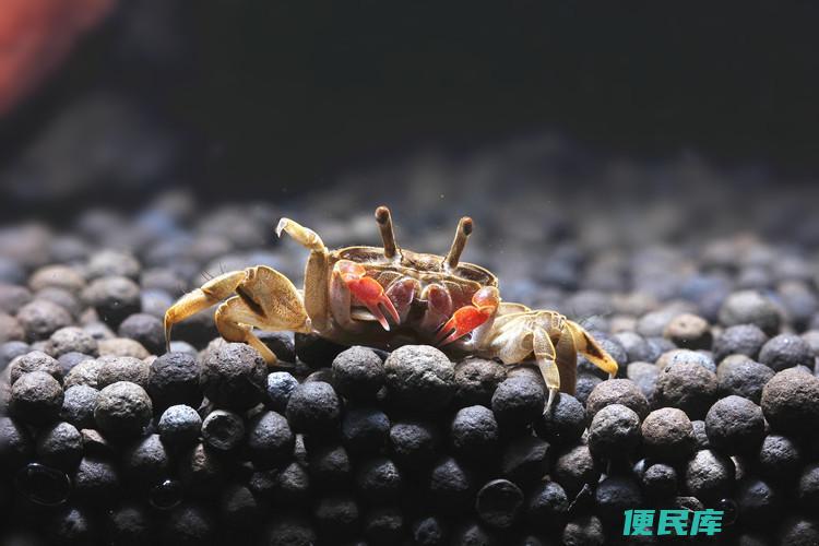辣椒蟹长期水底会死吗（辣椒蟹长期处于水底环境是否会导致死亡）