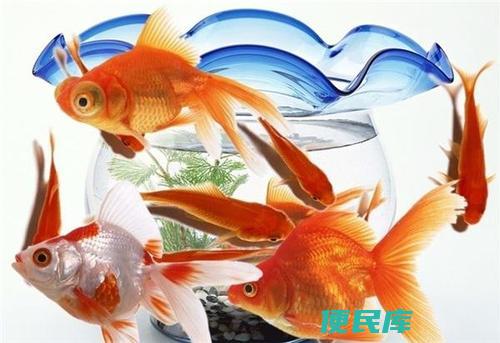 金鱼在家养几条合适（在家养几条金鱼最合适 ）