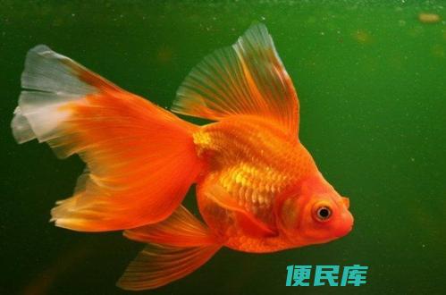 金鱼几天喂一次食最好（金鱼每天需要喂食几次比较合适）