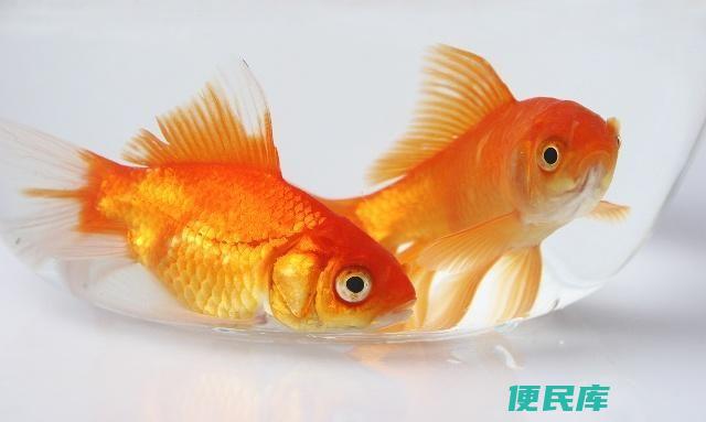 金鱼排出鱼籽的处理方法（金鱼排出鱼卵如何处理）