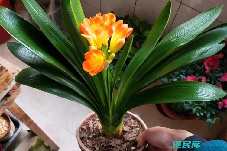 君子兰开花后的花杆怎么处理（君子兰开花时间多长）