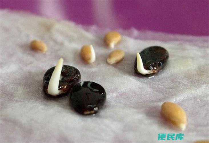 西瓜多久发芽出土（西瓜的萌发和出土时间）
