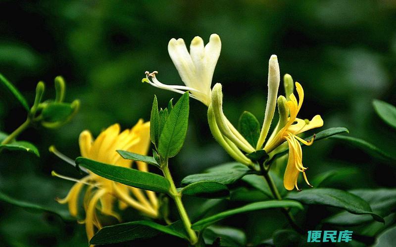 金银花怎么采摘（采摘金银花要注意些什么）