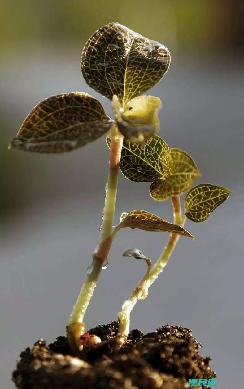 金钱莲种植方法技巧（养殖金线莲要注意些什么）