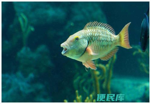 鱼在水中如何呼吸（鱼类是如何在水中呼吸的）