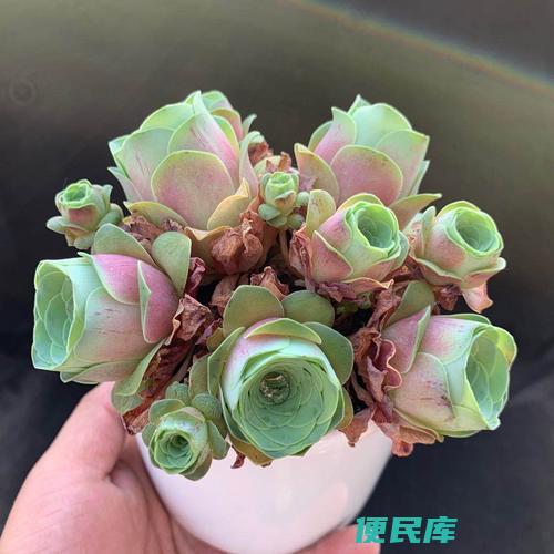 酒杯玫瑰的养殖方法和注意事项（酒杯玫瑰怎样养殖）