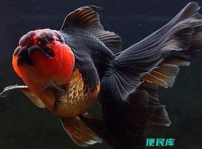 金鱼为什么会变黑（金鱼变黑的原因是什么）