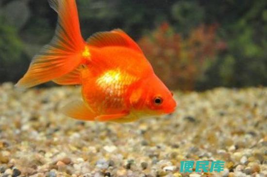 鱼一天喂几次比较好（每天喂养鱼类几次最合适）