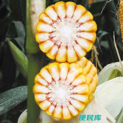 高产玉米品种推荐（推荐最好的高产玉米品种）