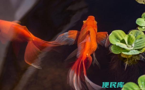 金鱼喂食的时间间隔（金鱼需要多久喂食一次）
