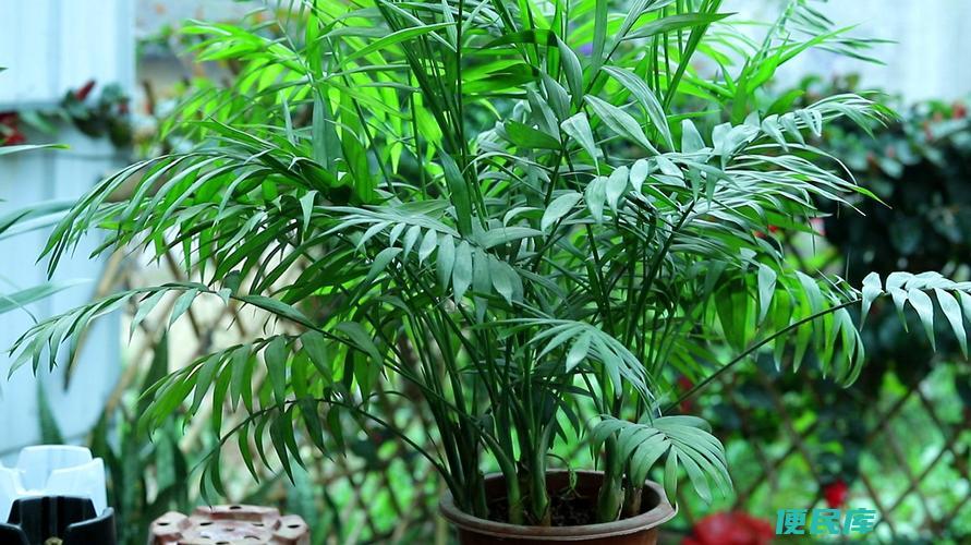 袖珍椰子的养殖方法和注意事项（种植袖珍椰子的技巧和注意事项）